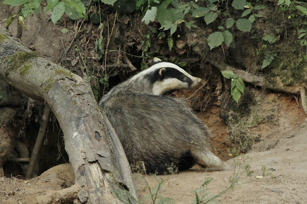 Photograph by Сергей Лычагин