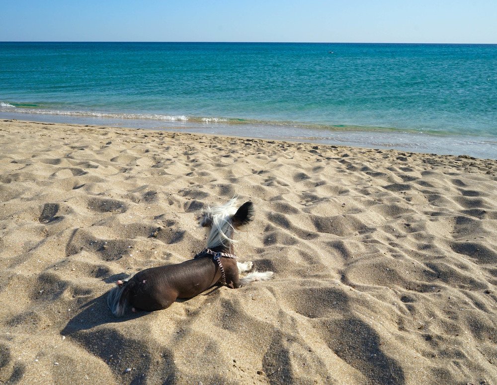 Собака и море. Dog and sea.