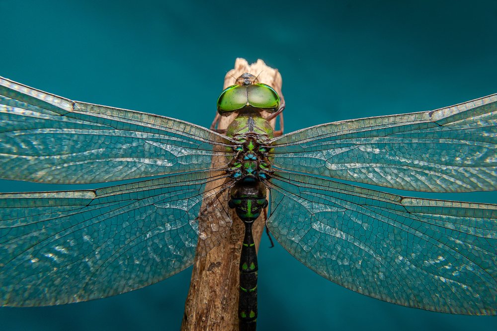 Photograph by Jerian Dale V. Figueroa