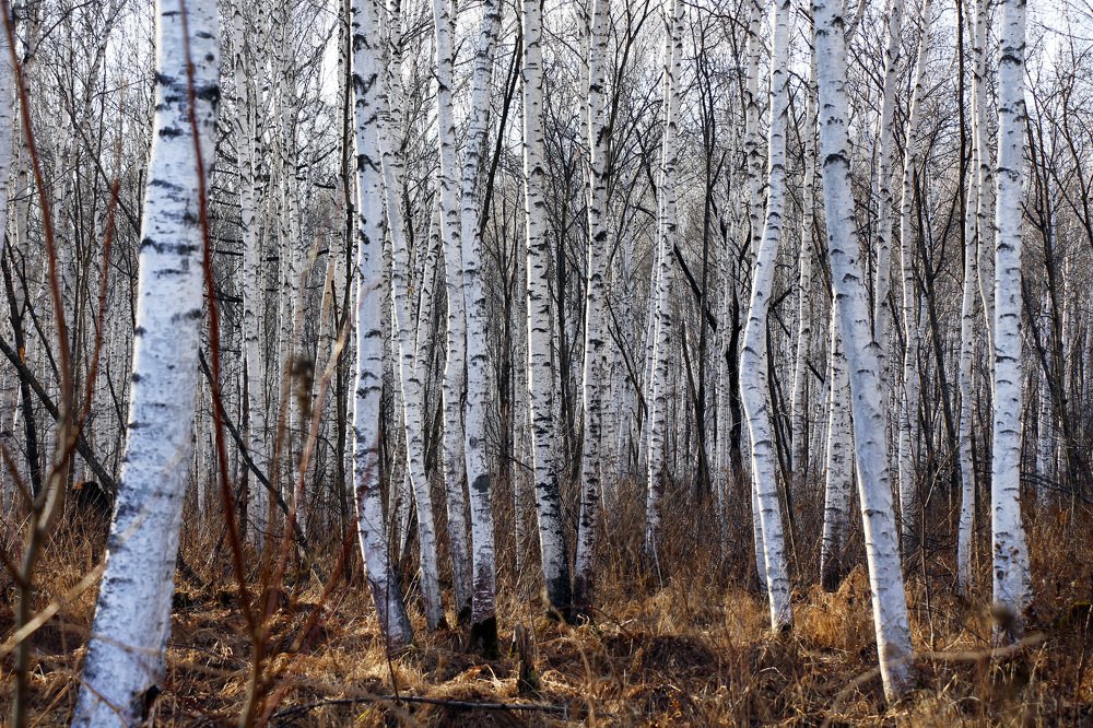 Photograph by Svetlana Victorovna Kibyakova