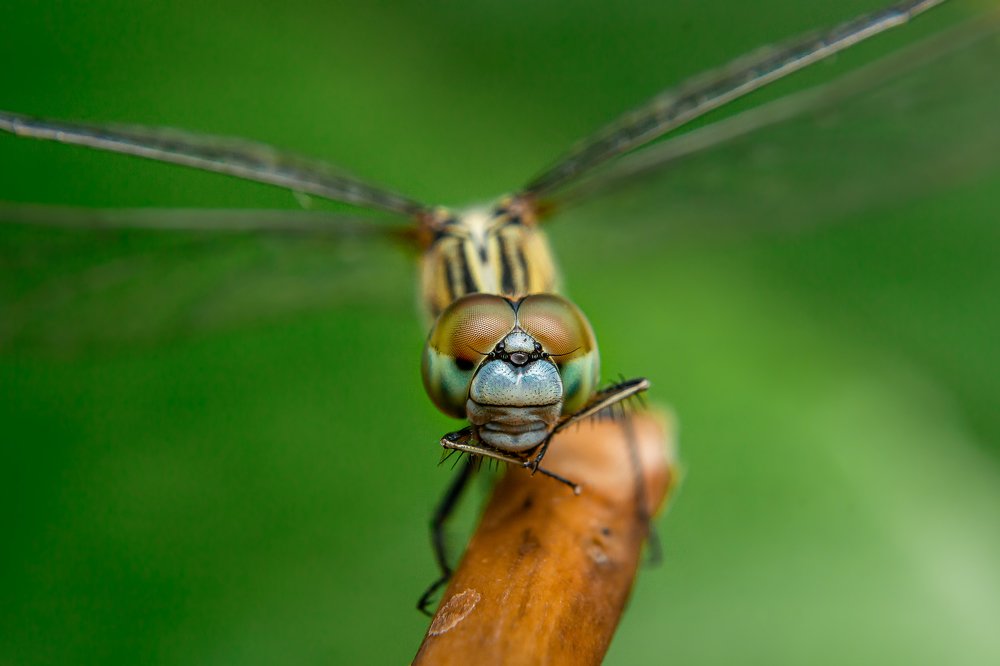 Photograph by Jerian Dale V. Figueroa