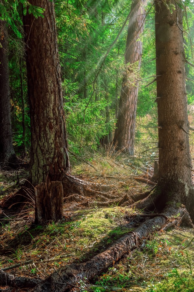 Утро в сосновом бору. Фото-версия