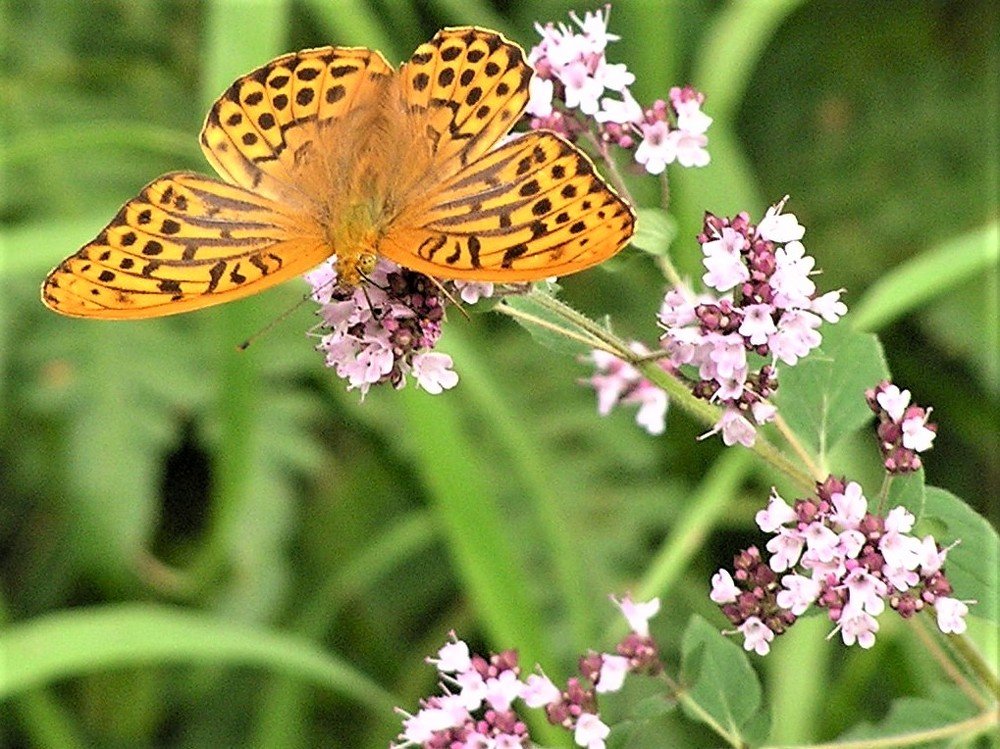 Photograph by Галина