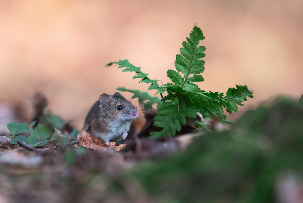 Photograph by Олег Милеев (Каминцев)