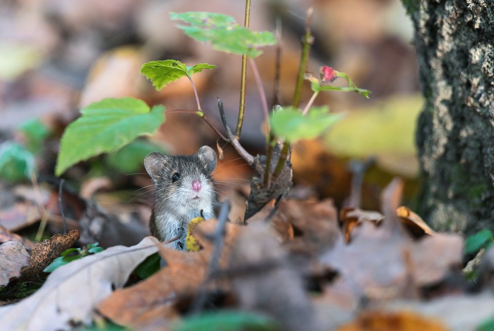 Photograph by Олег Милеев (Каминцев)