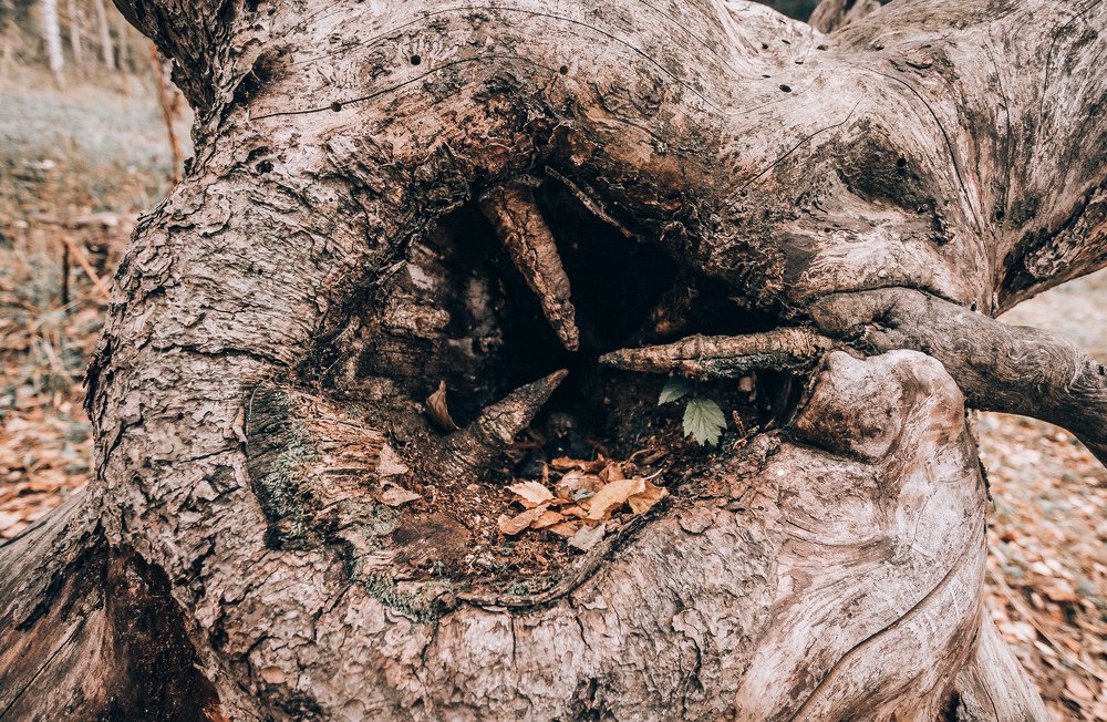 Photograph by Konstantin