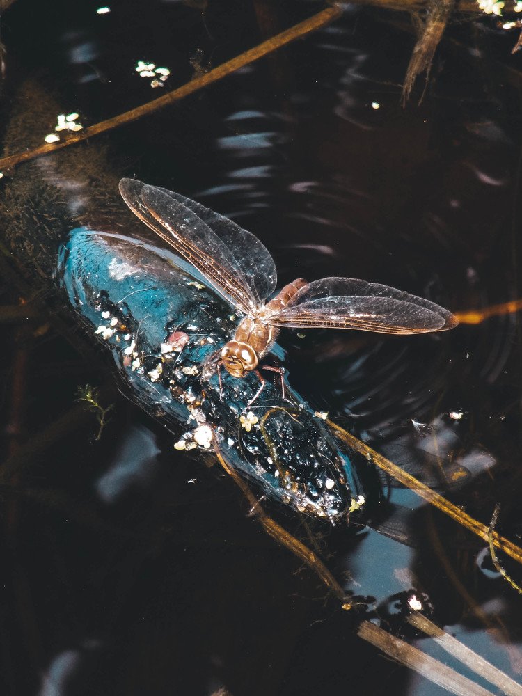 Photograph by Виктория Писаренко