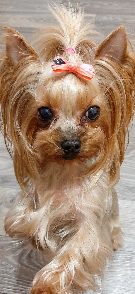 Фотография автора Светлана Дунаева