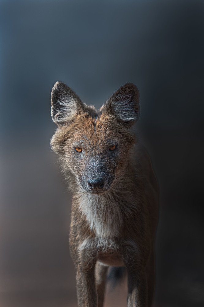 Фотография автора Sudipta Chakraborty