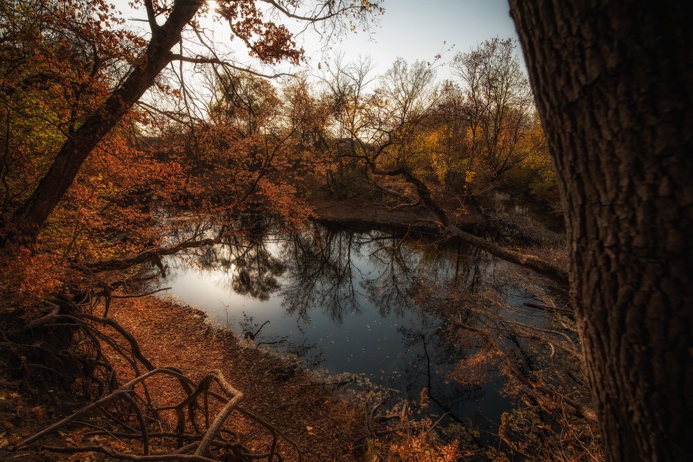 Осень в Алексеевском лесу.