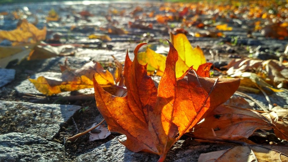 Осень поджигает листья