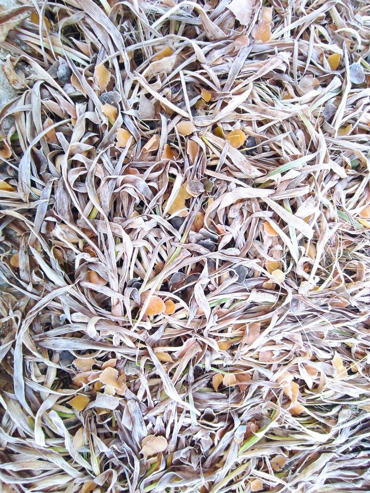 Photograph by Светлана Шибаршина