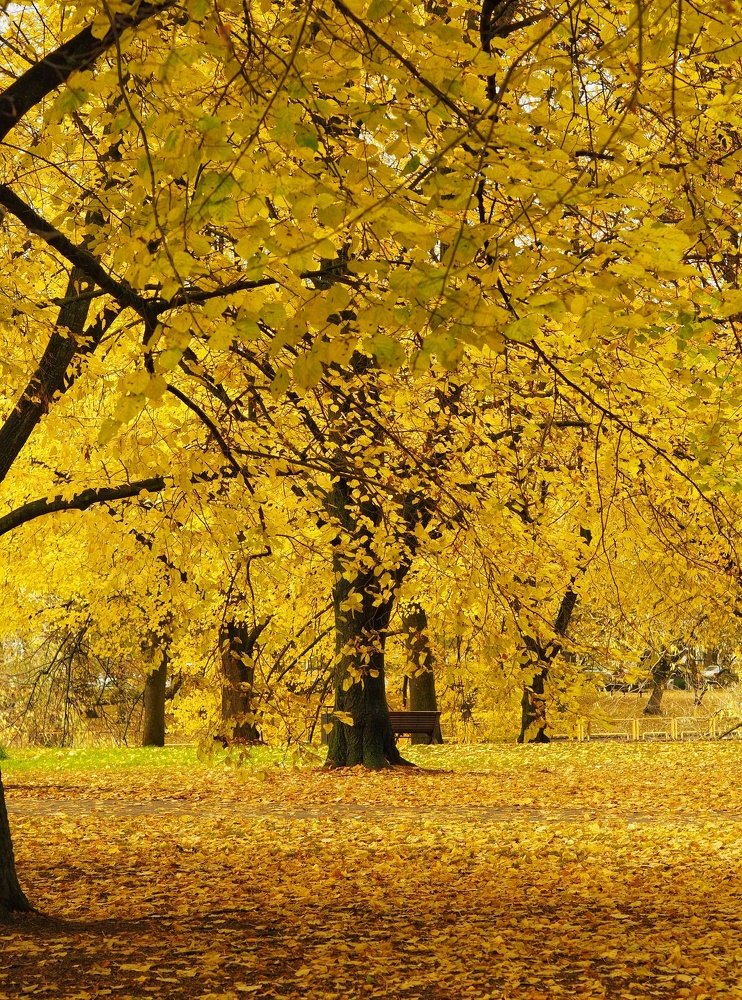 Photograph by Ольга Линк