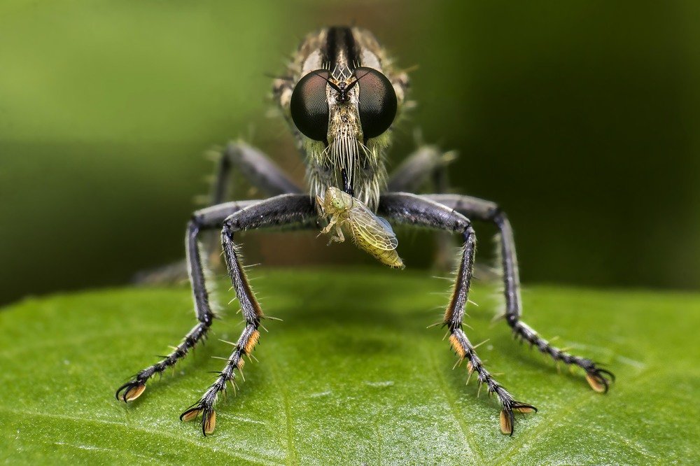 Photograph by Partha Chakraborty