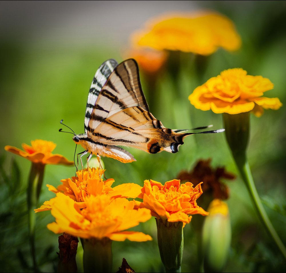 Photograph by Даркина Дарья