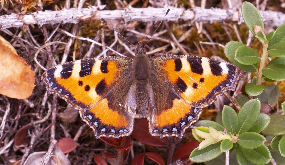 Photograph by Алексей Стрижаков