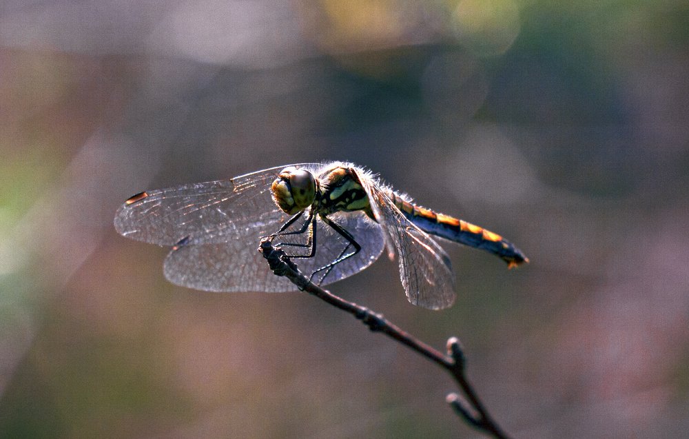 Photograph by Алексей Стрижаков