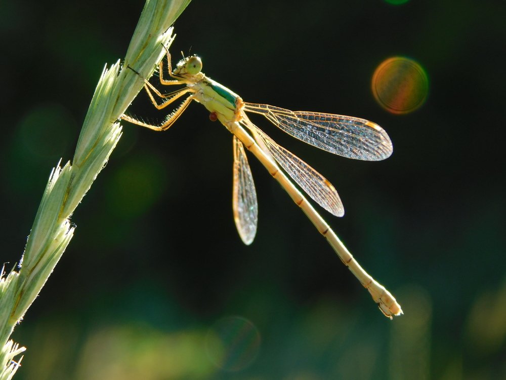 Photograph by Сергей Чеченов