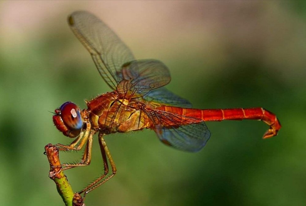 My dragonfly