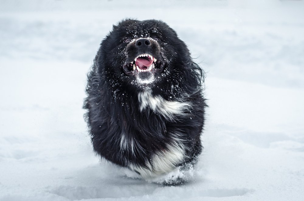 Черный Бумер и белый снег