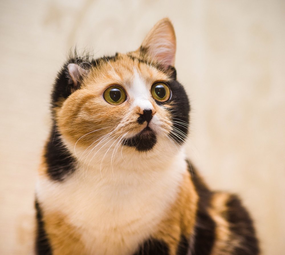 Photograph by Дарья Бритова