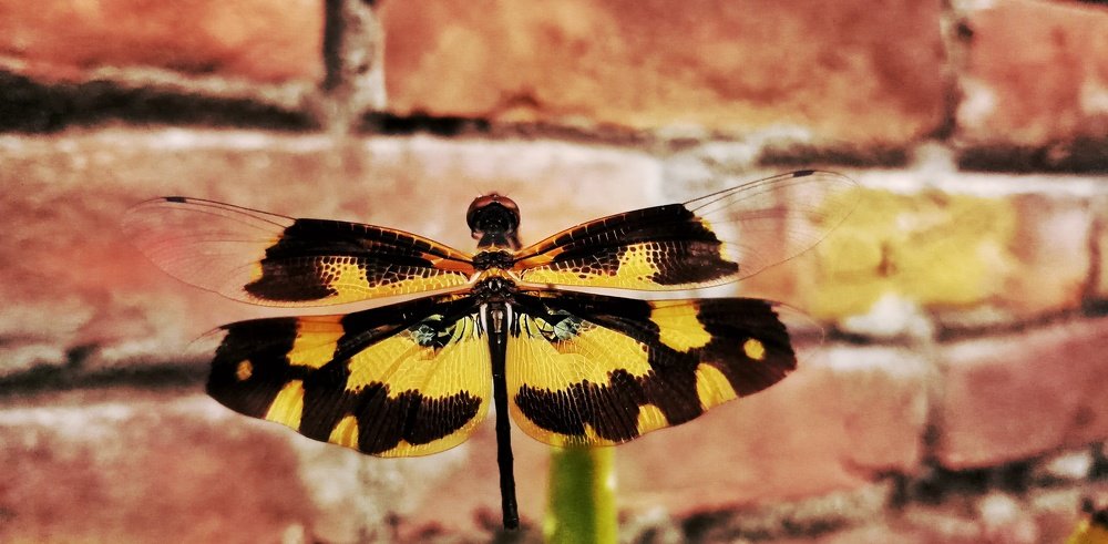 Photograph by Meer Ariful Haque