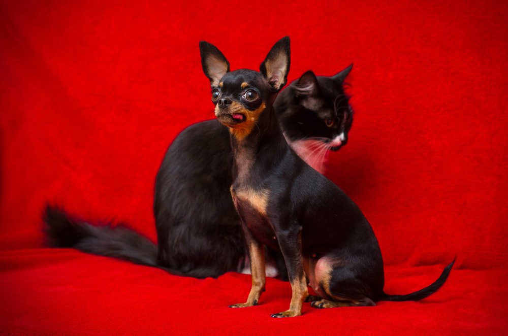 Сплетение видов