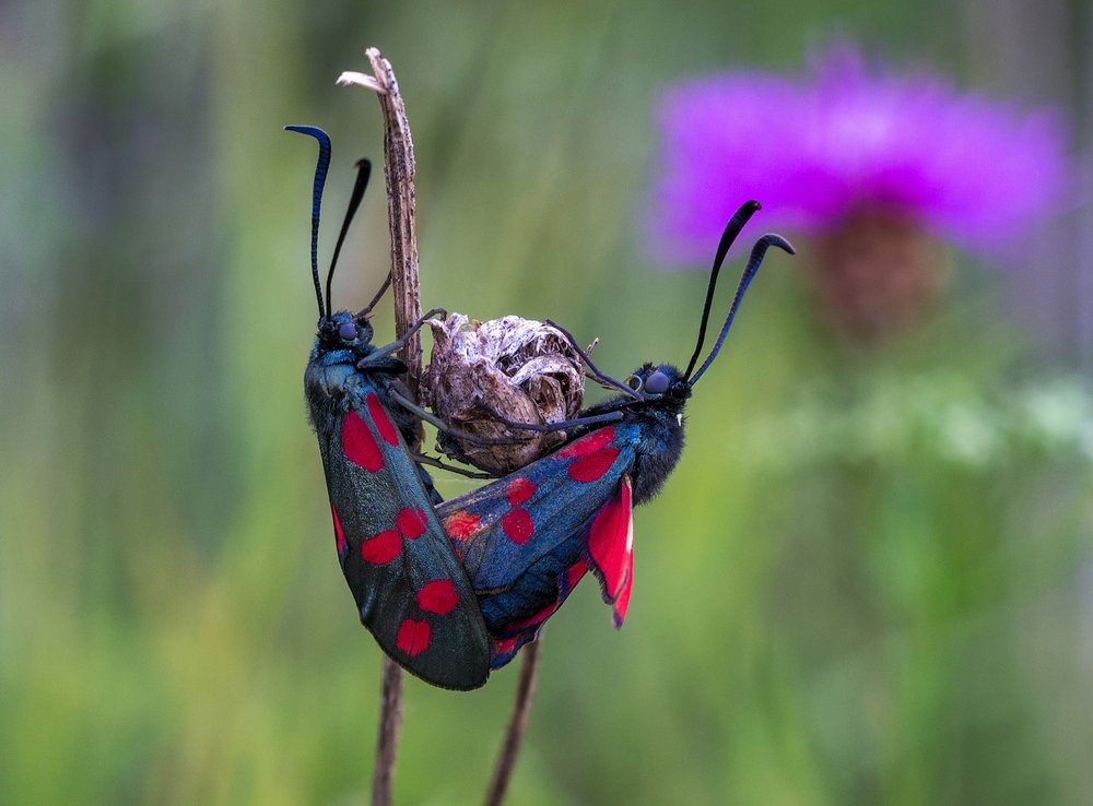 Photograph by Андрей Бурда