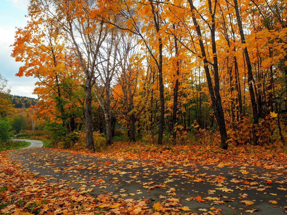 Фотография автора Olena Vorotyntseva