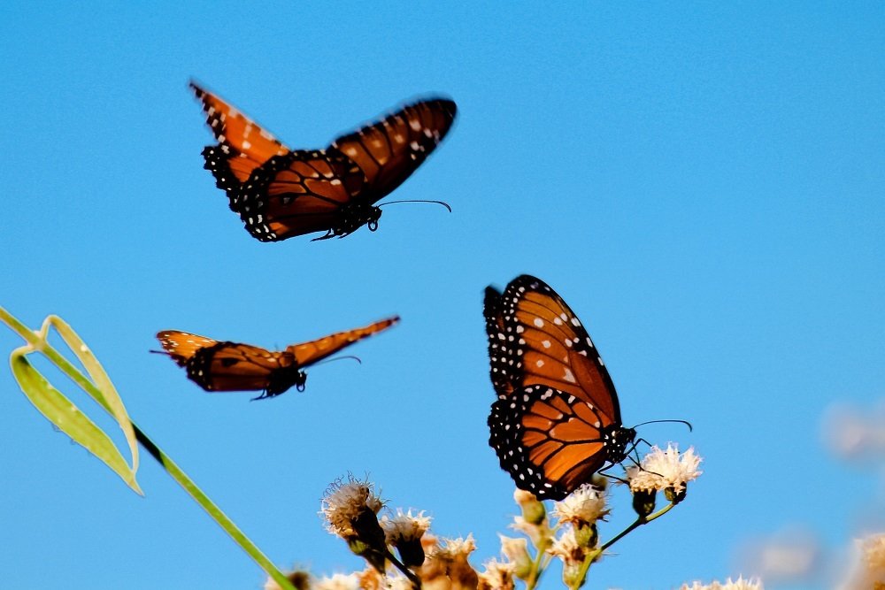 Фотография автора Loredana Sasso