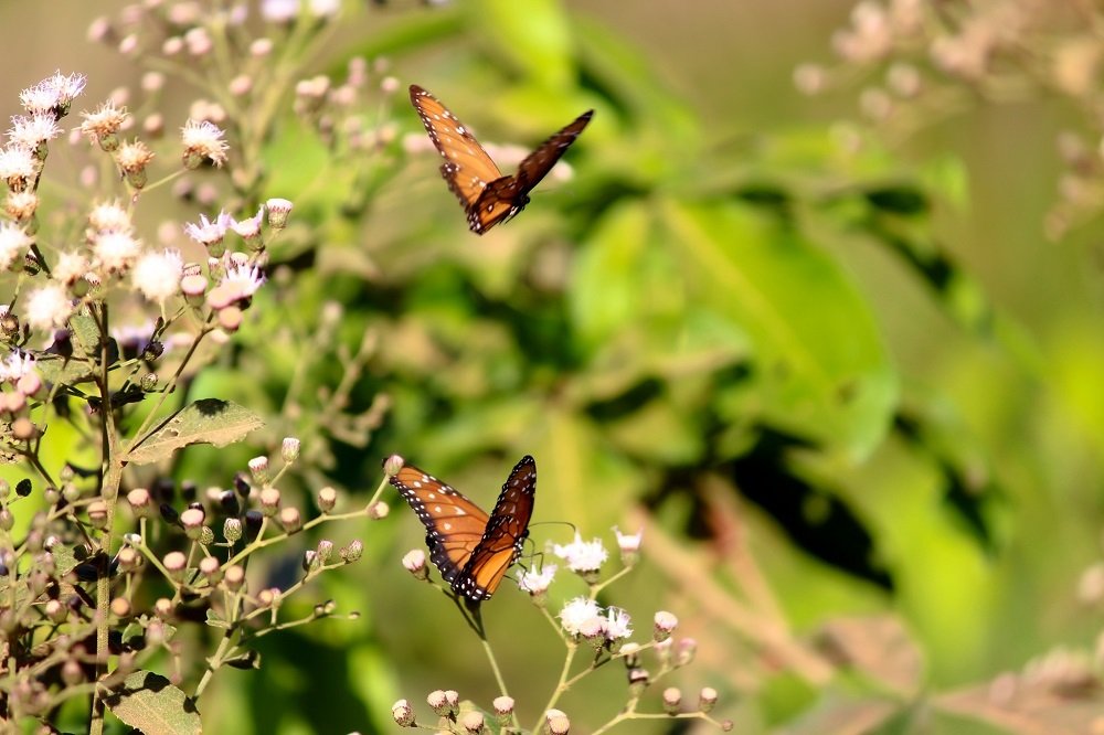 Фотография автора Loredana Sasso