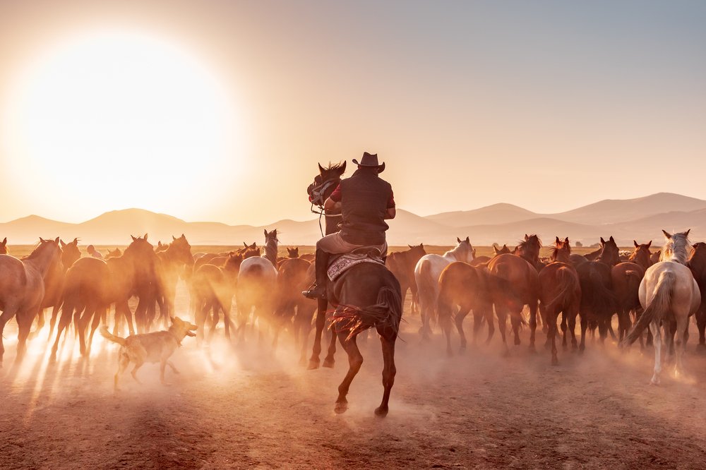 Yilki means ‘left to the wild’