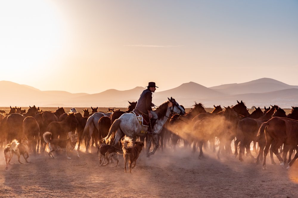 Yilki means ‘left to the wild’