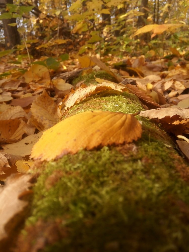 Photograph by Олеся Петрова
