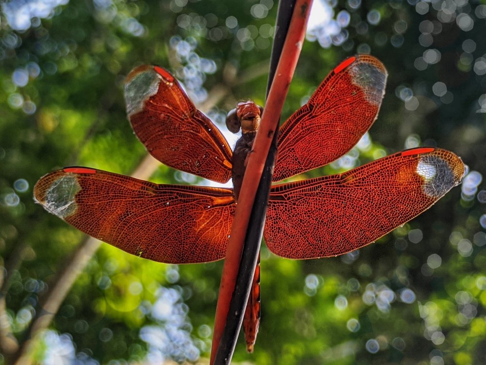 Photograph by Abdur Rahim