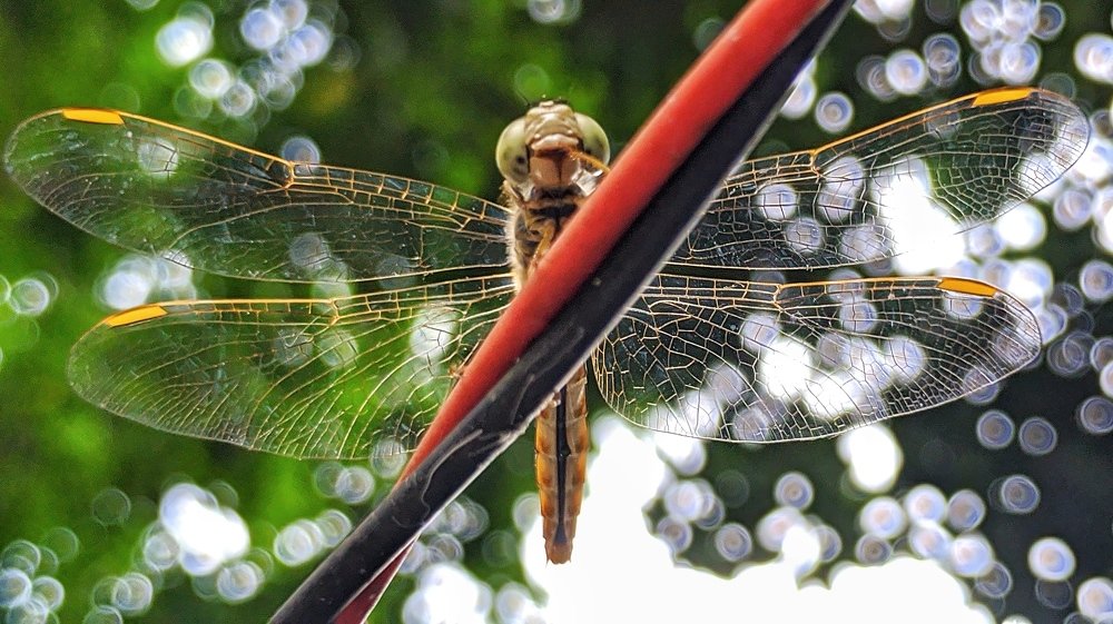 Photograph by Abdur Rahim