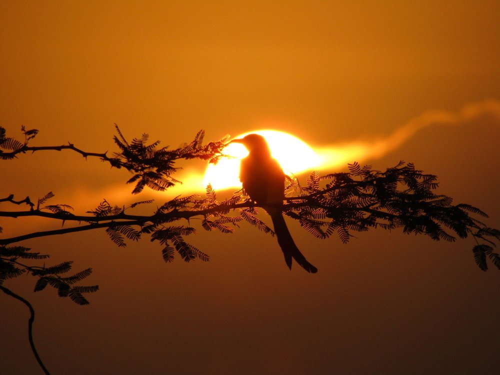 Attractive morning,Active bird.