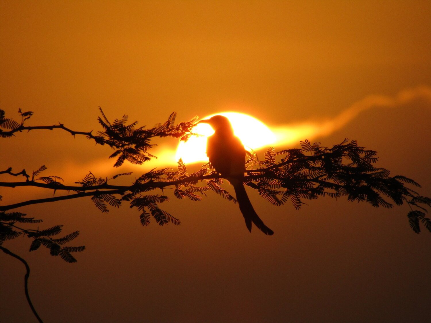 Attractive morning,Active bird.
