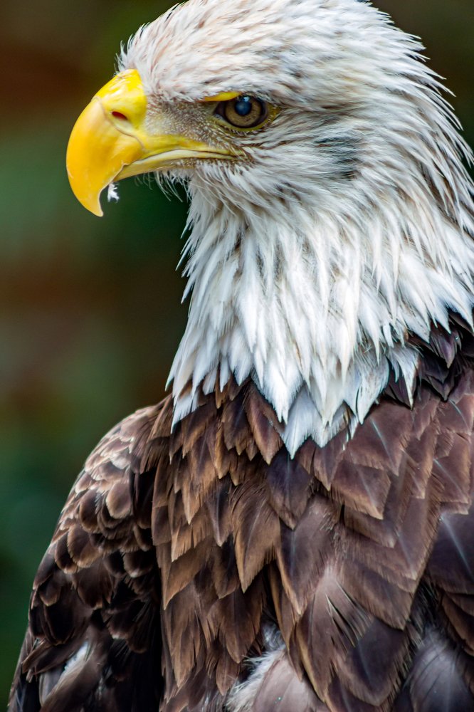 The bald eagle..