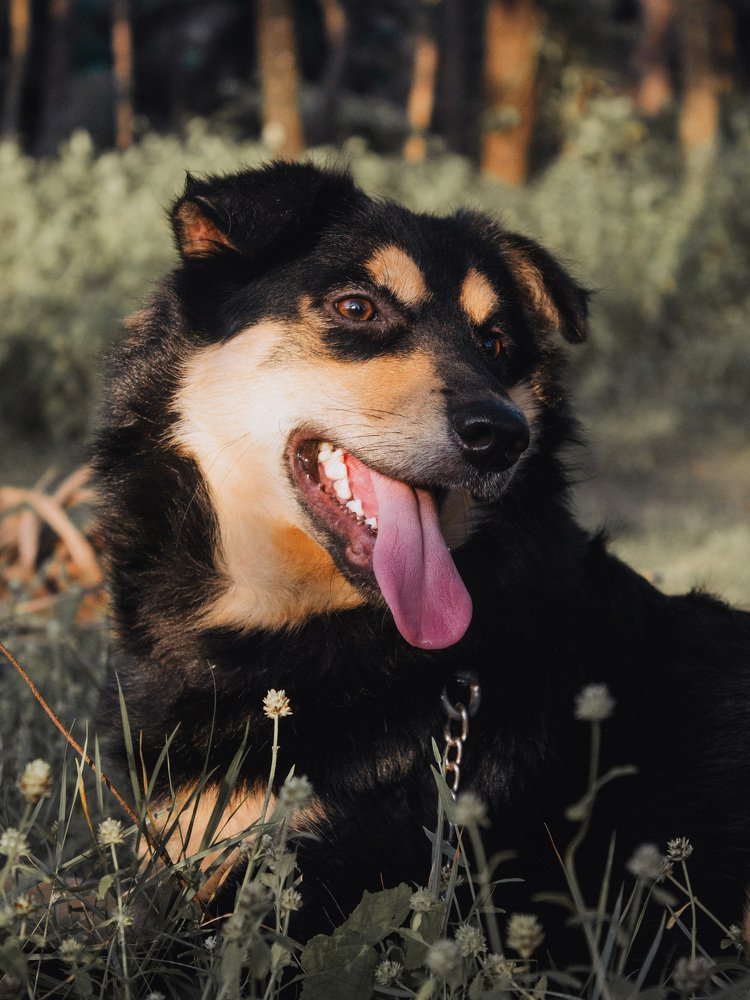 Photograph by Joy Rahul