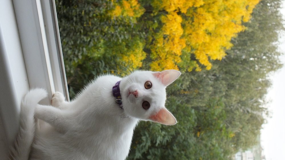 Photo #5153692