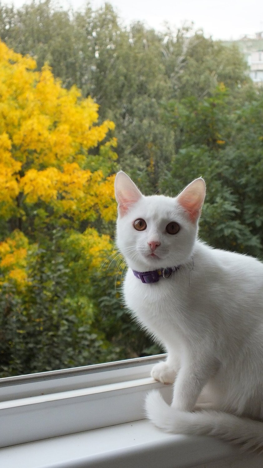 Photo #5153692