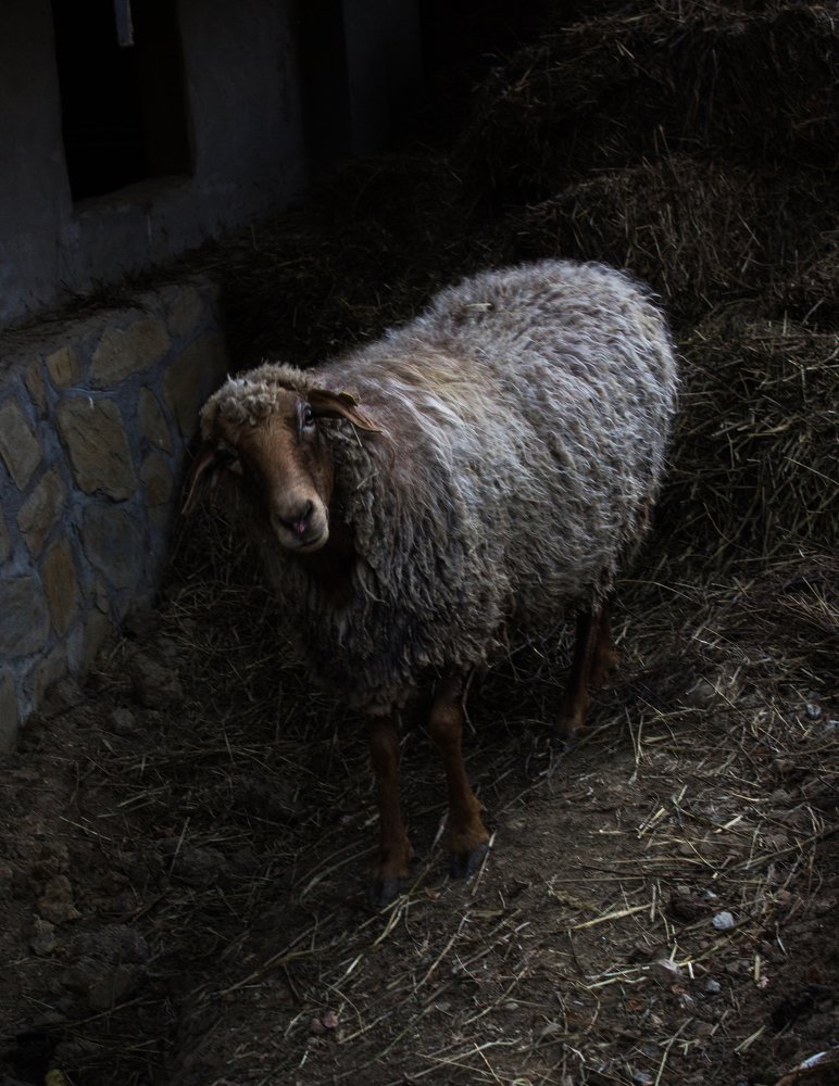 Фотография автора Дина Буланова