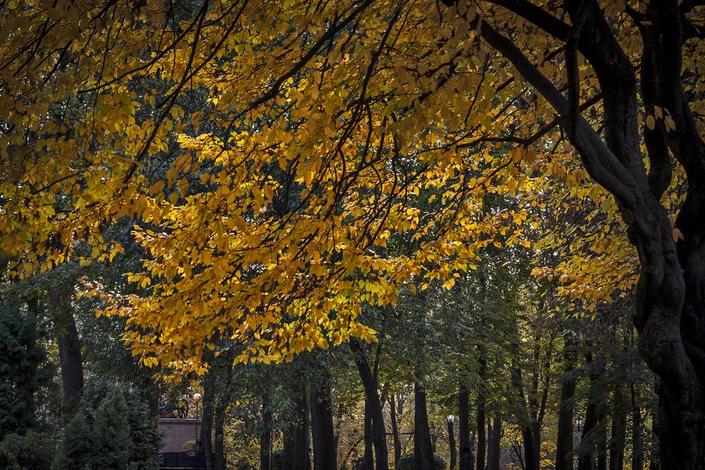 Осенний парковый этюд.