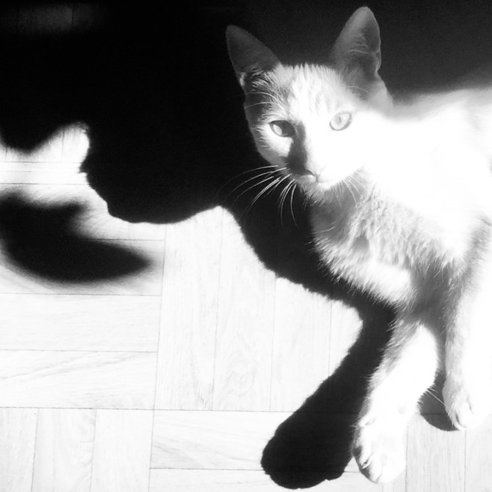 Yin-Yang Cat