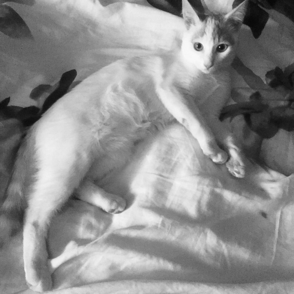 Cat « siesta »