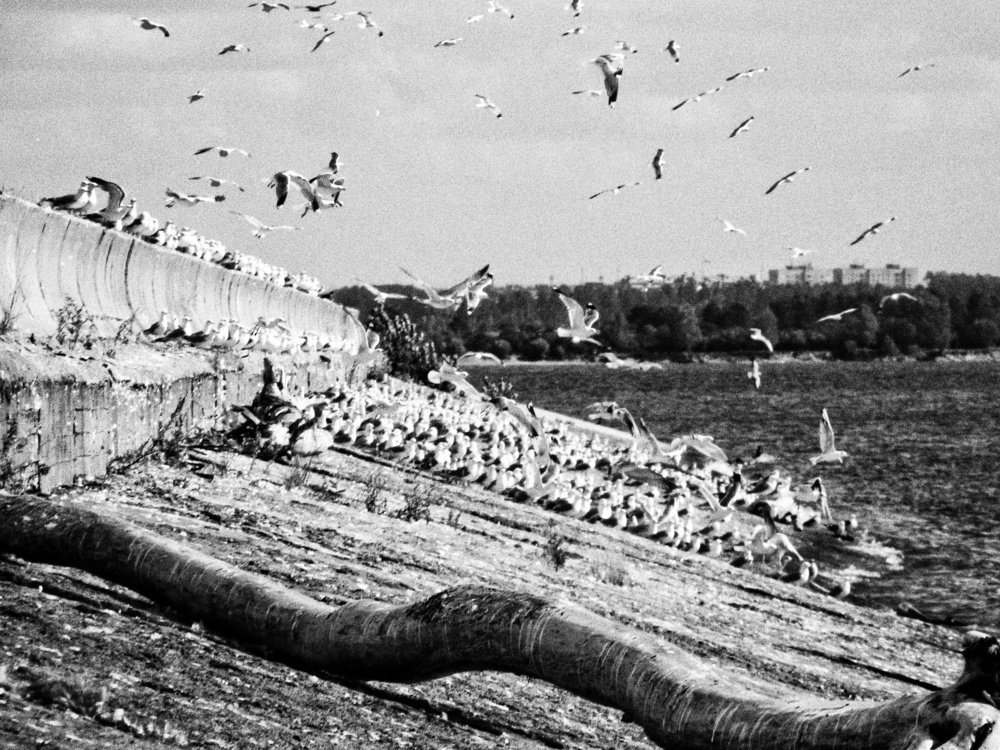 Община чаек