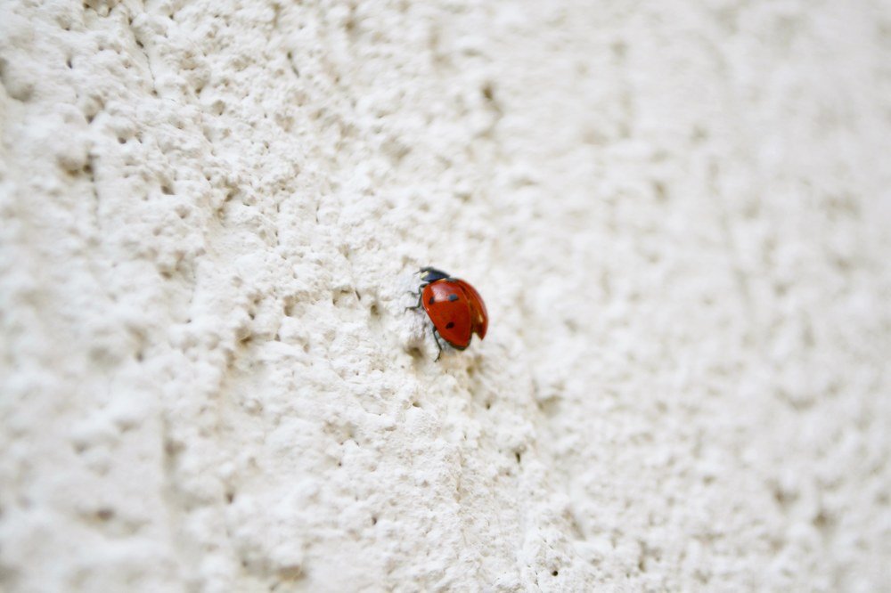 Божья коровка