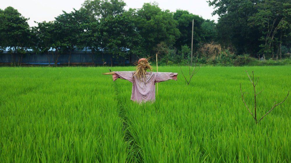freedom