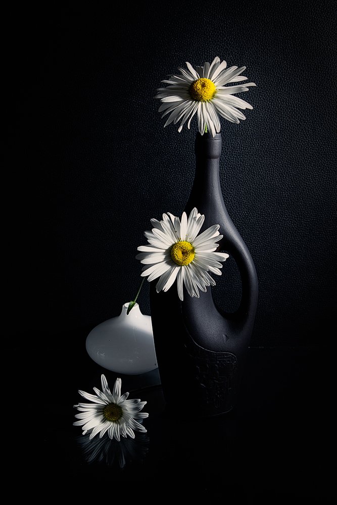 Полевые ромашки.